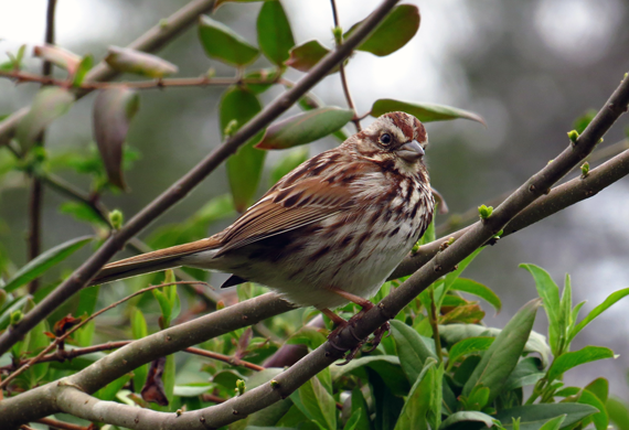 Song Sparrow by Keith Watson